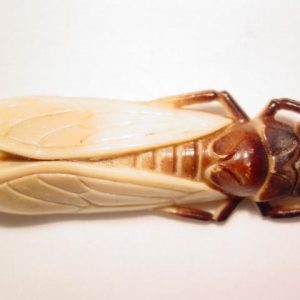 Old Plastic Locust Pin